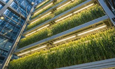 Agricultura vertical Israel Weizmann