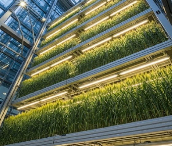 Agricultura vertical Israel Weizmann