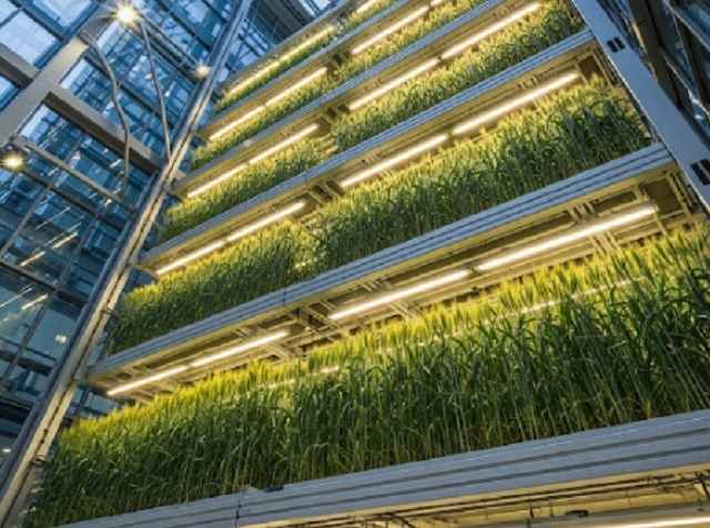 Agricultura vertical Israel Weizmann