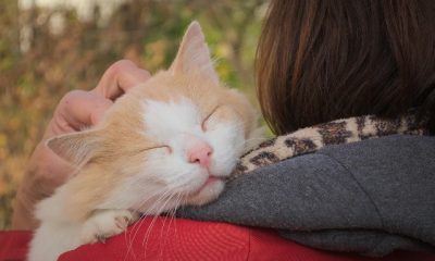 Medo perda Weizmann Unifesp